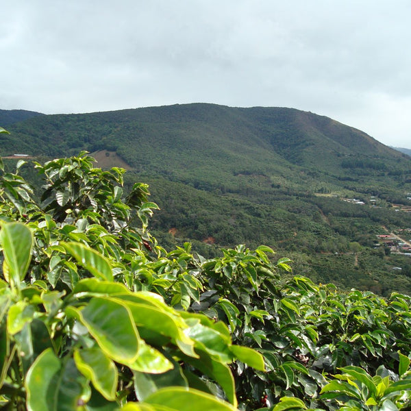 Honey Roast - Costa Rica